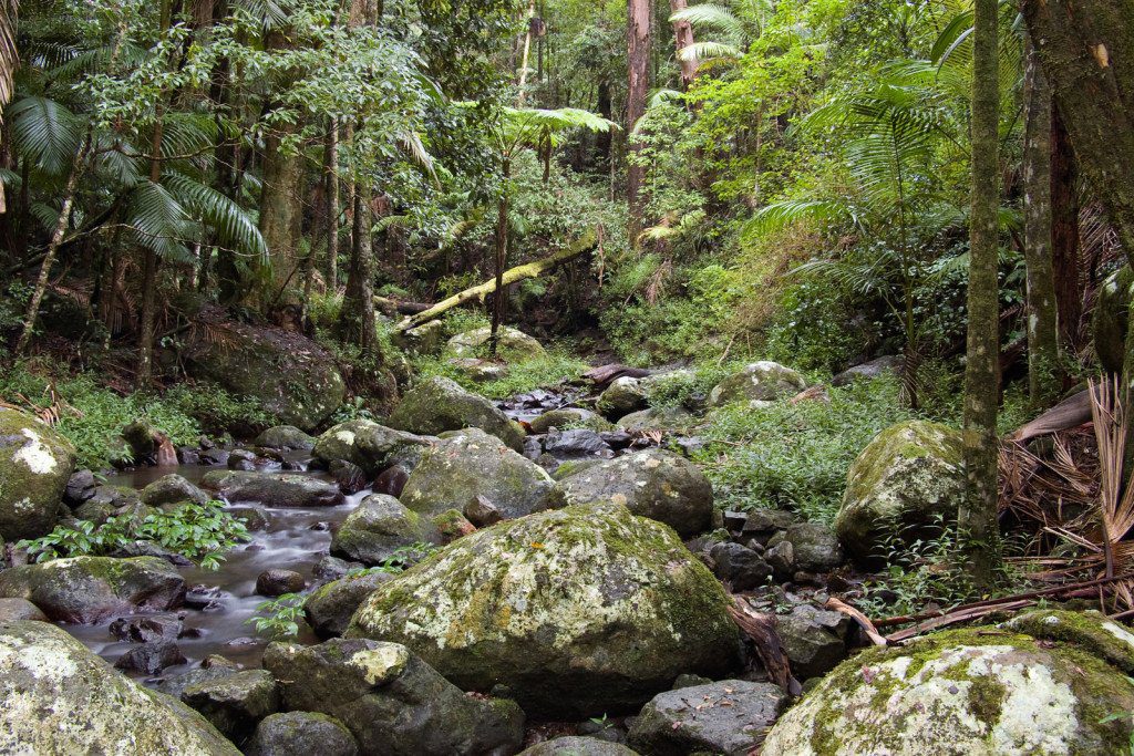 Rainforest, Lamington National Park, Australia