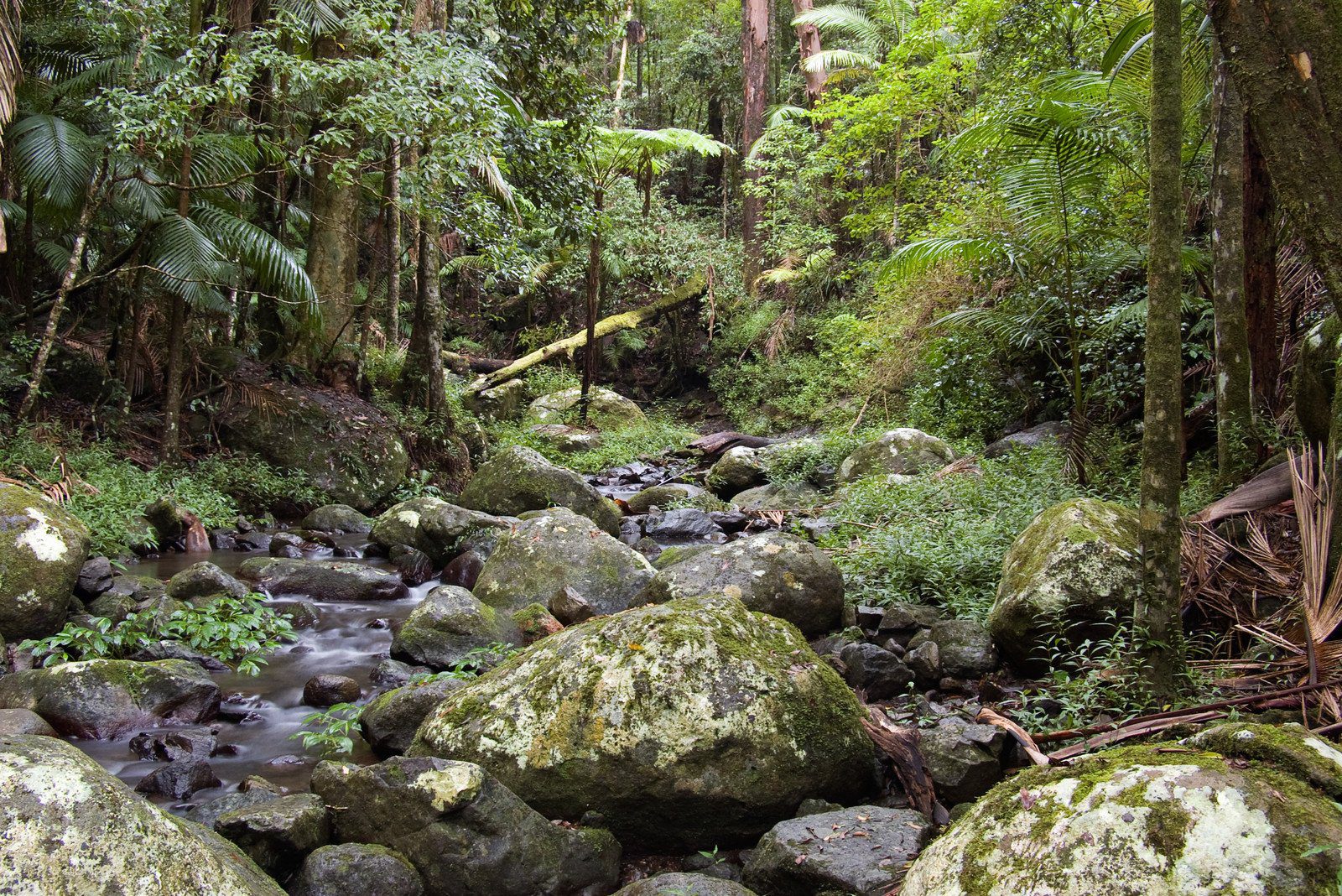 Rainforest, Border Ranges National Park, New South Wales, Australia