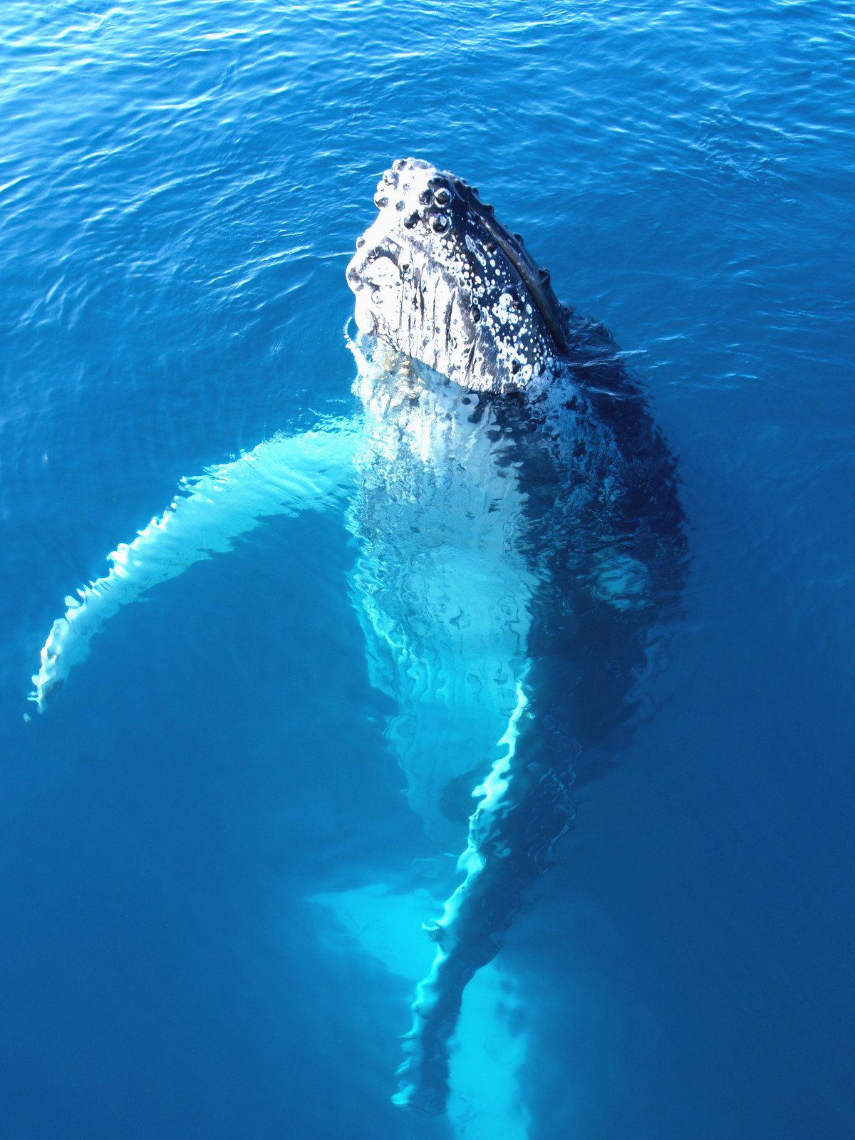 Humpack Whale, Australia