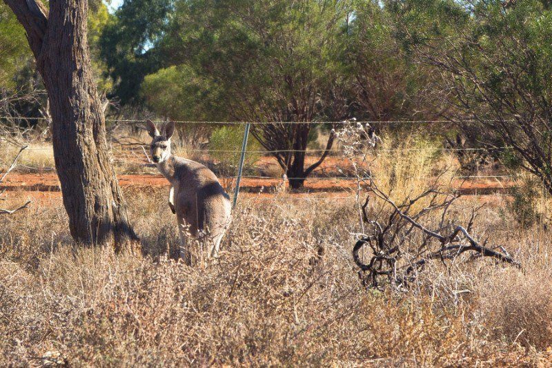 Cobar, Kangaroo, Outback Australia