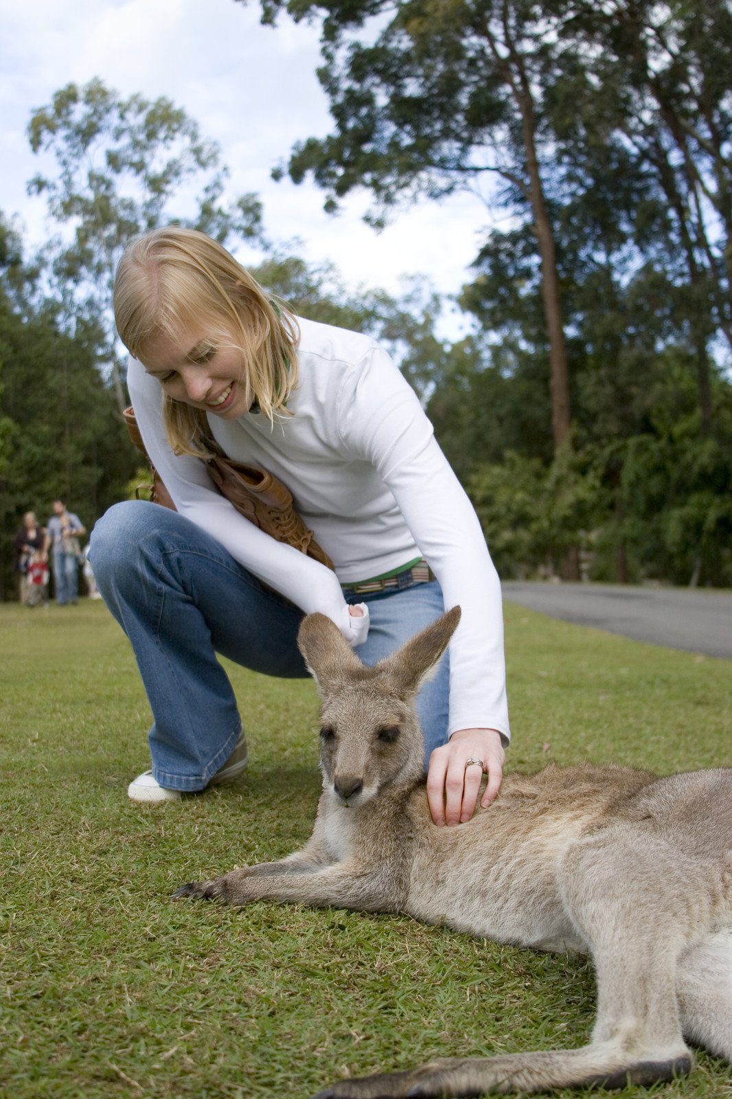 Patting Kangaroo at Australia Zoo on the Sunshine Coast, Australia