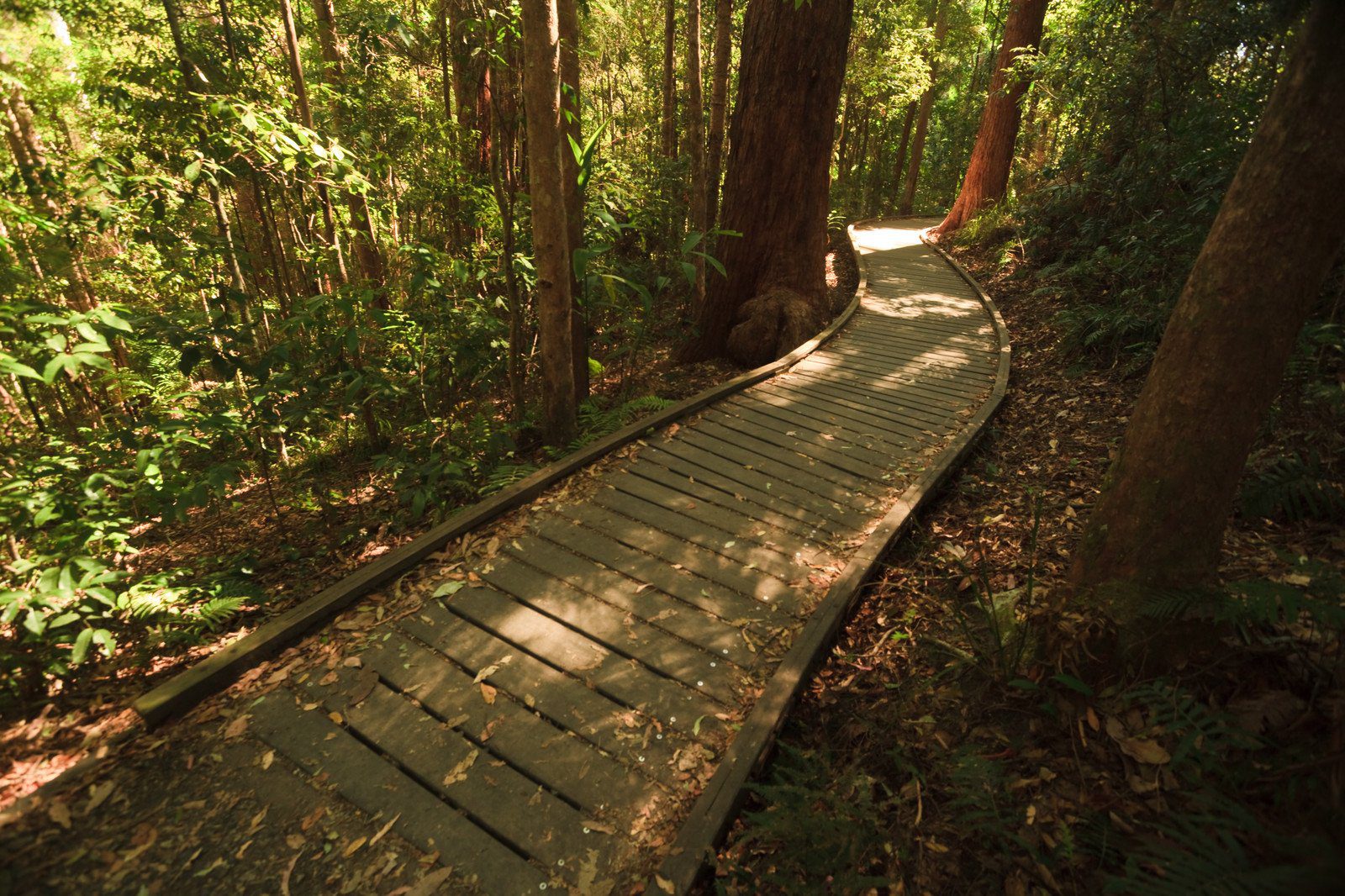 Rainforest Boardwalk at Mary Cairncross Scenic Reserve, near Maleny, Australia