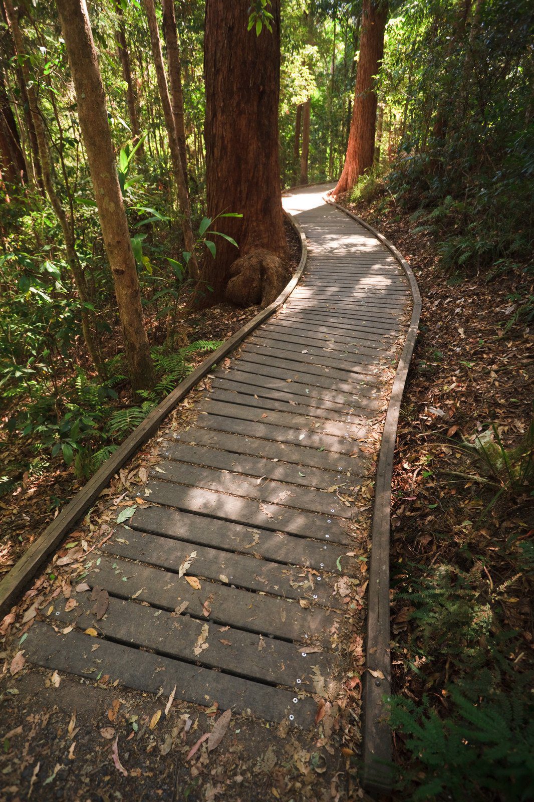 Rainforest Boardwalk, Mary Cairncross Scenic Reserve, Maleny, Australia