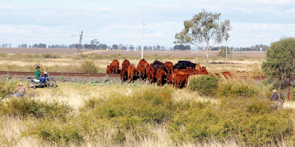 Herding cattle near Narrabri, NSW Australia
