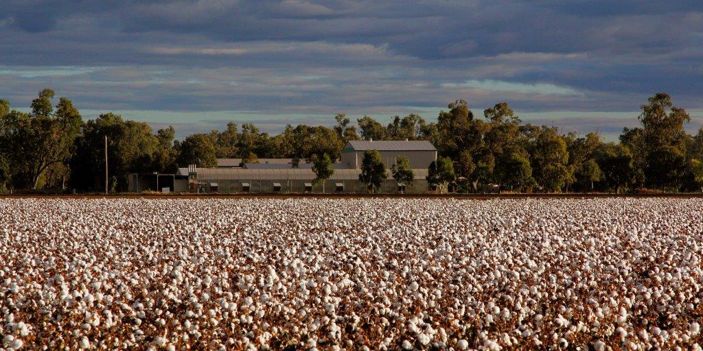 Cotton fields near Narrabri, NSW Australia