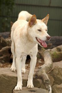 Dingo, Australia