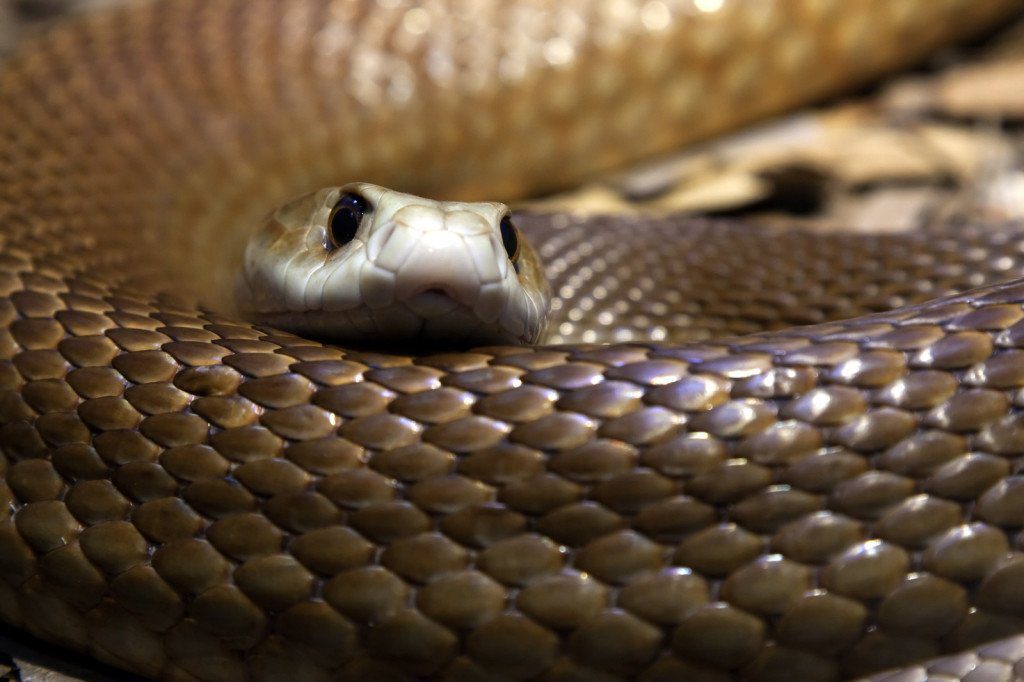 Taipan Snake, Australia