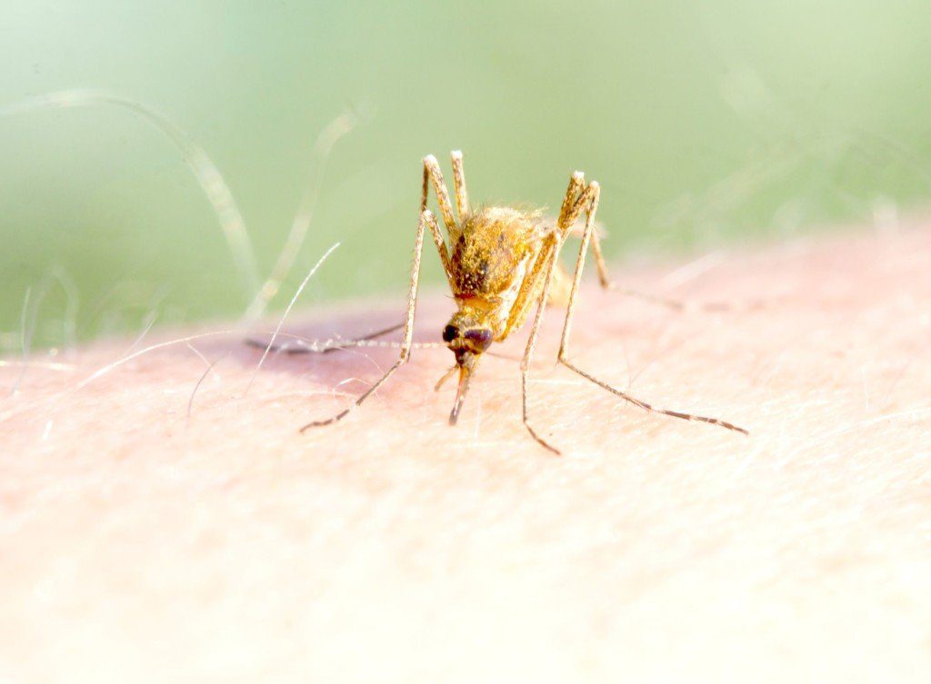 A mosquito, the most deadly creature in the world