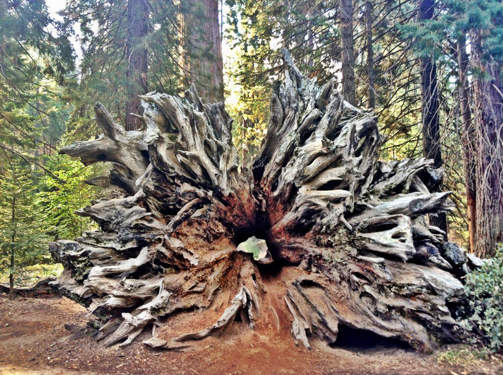 A trunk of a giant Sequoia tree