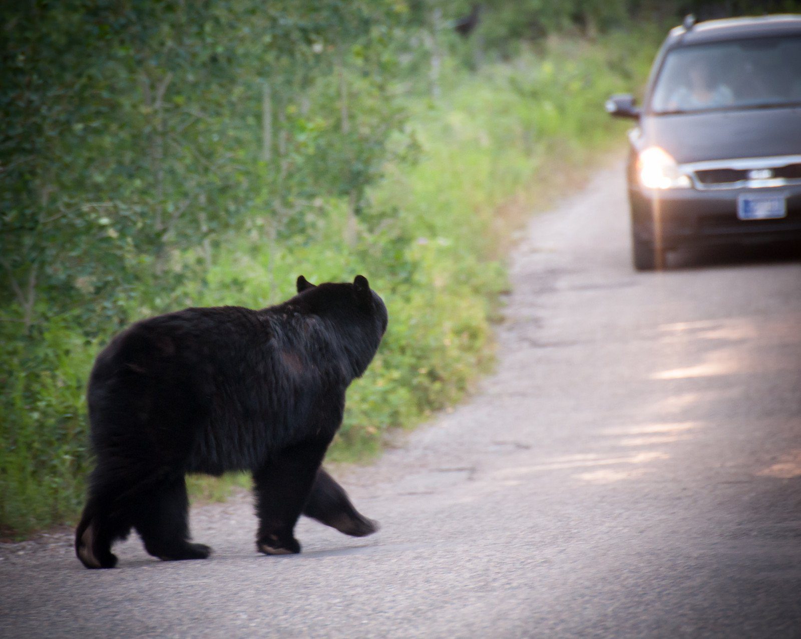 Getting a bit too close to a bear along the Canadian Icefields Parkway
