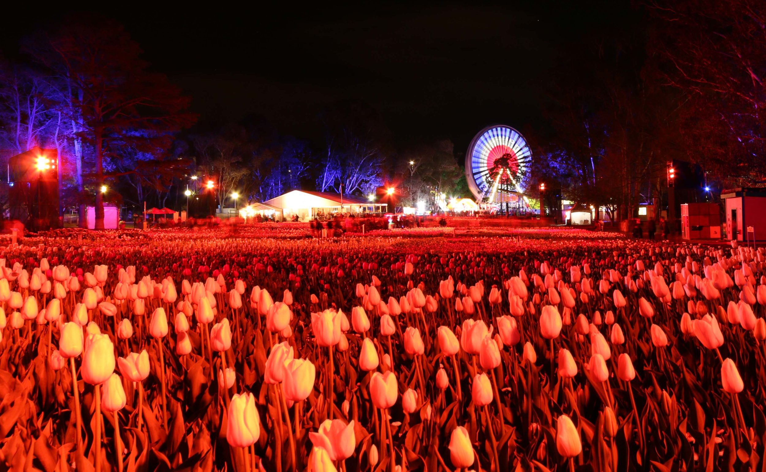 Tapestry of Flowers at Floriade NightFest in Canberra