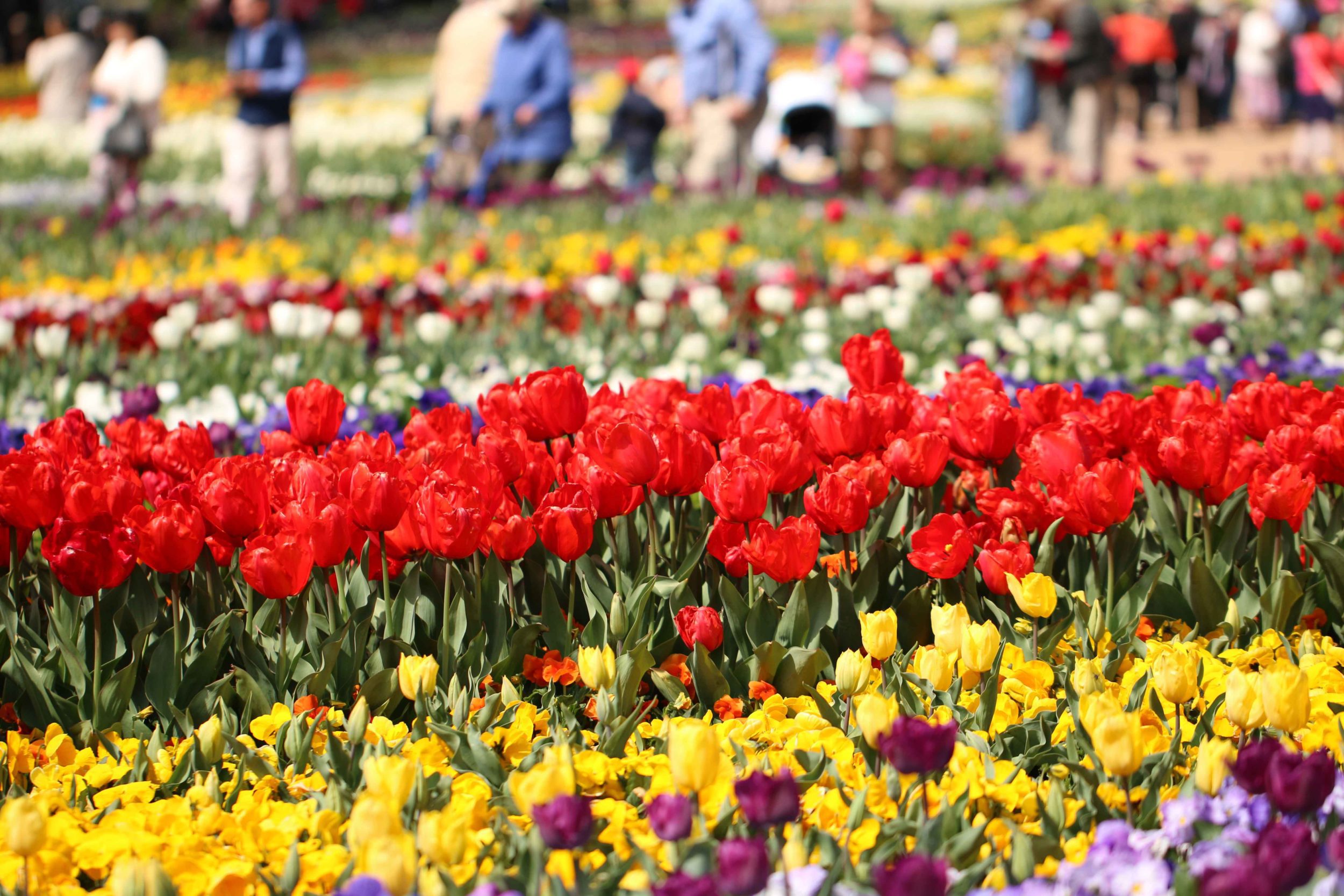 Main Flower Display at Floriade in Canberra