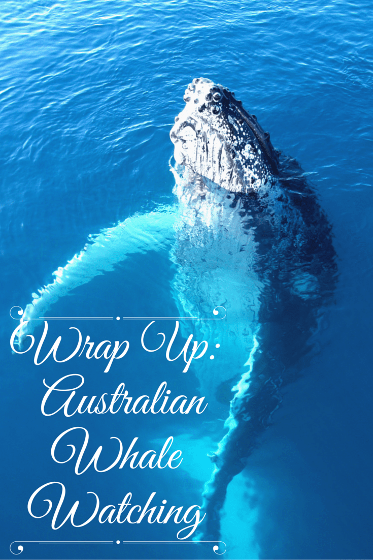 Wrap Up - Australian Whale Watching