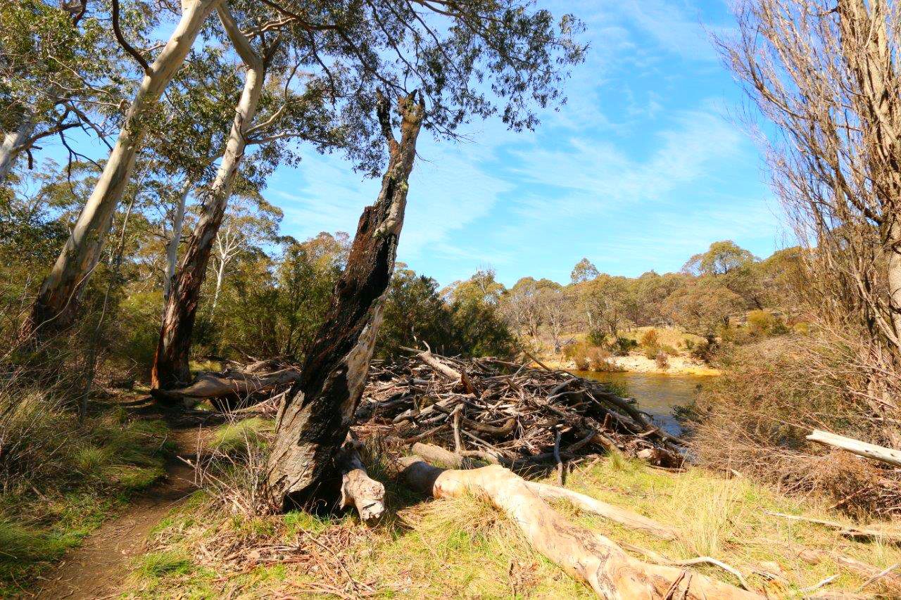 Flood Remnants at the Thredbo River Picnic Area near Jindabyne Australia