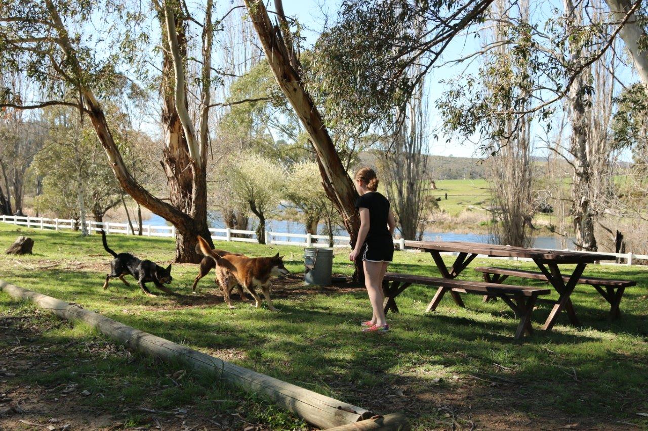 Playing With the Dogs at Snowy River Cabins near Jindabyne Australia