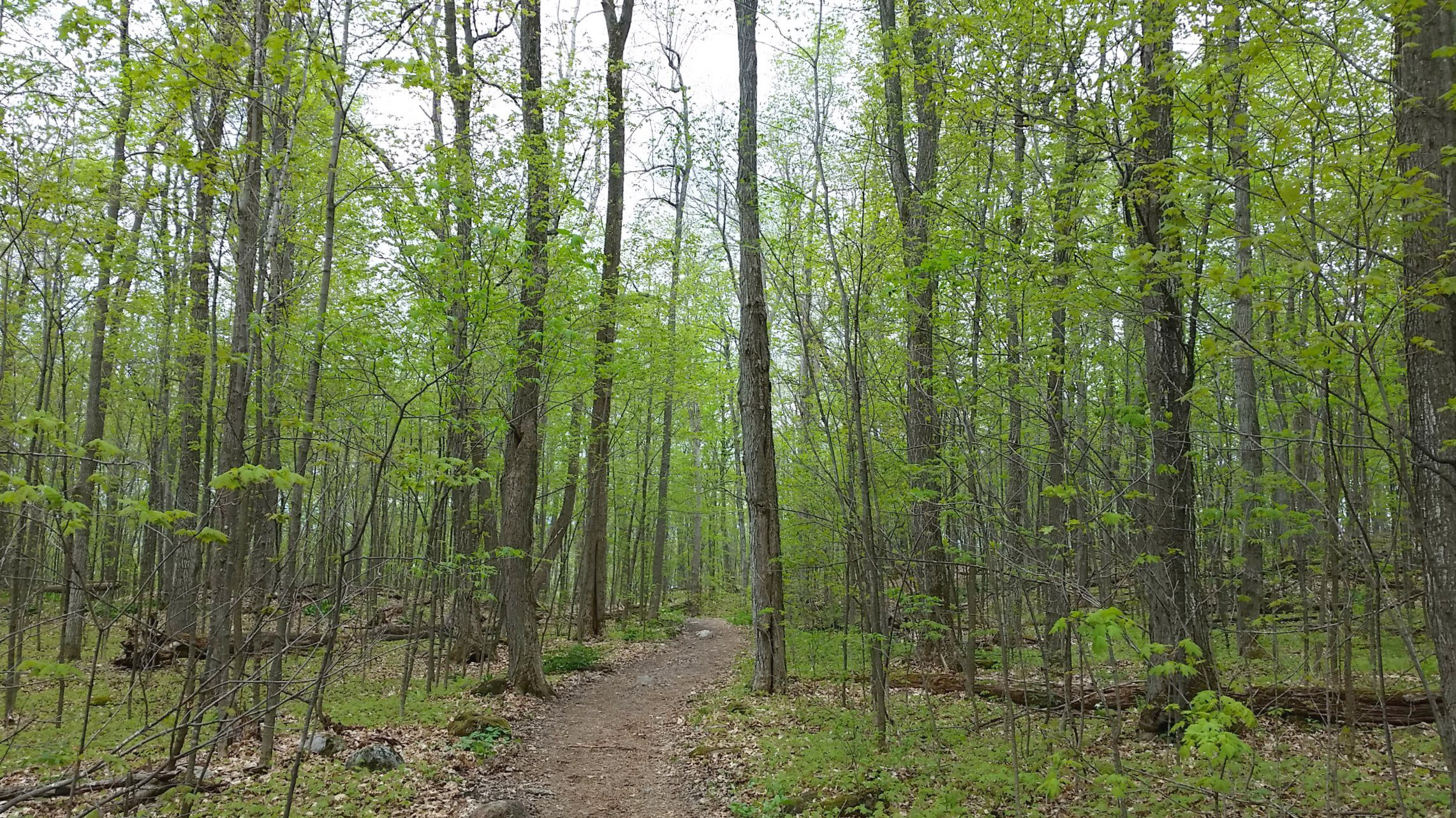 A lovely hike along the Lauriault Trail in Gatineau Park, Canada