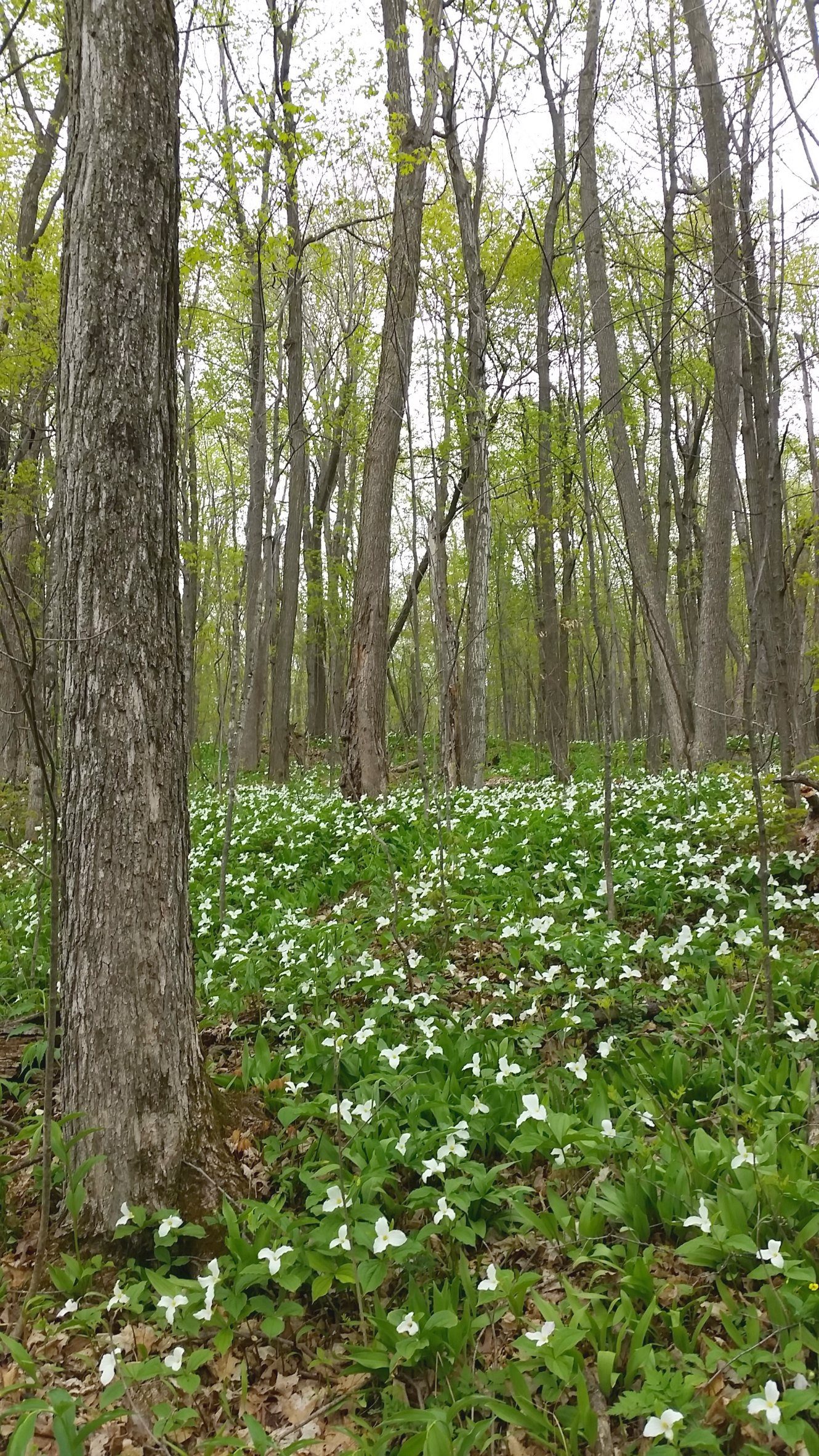 Lovely trilliums in bloom along the Lauriault Trail in Gatineau Park, Canada
