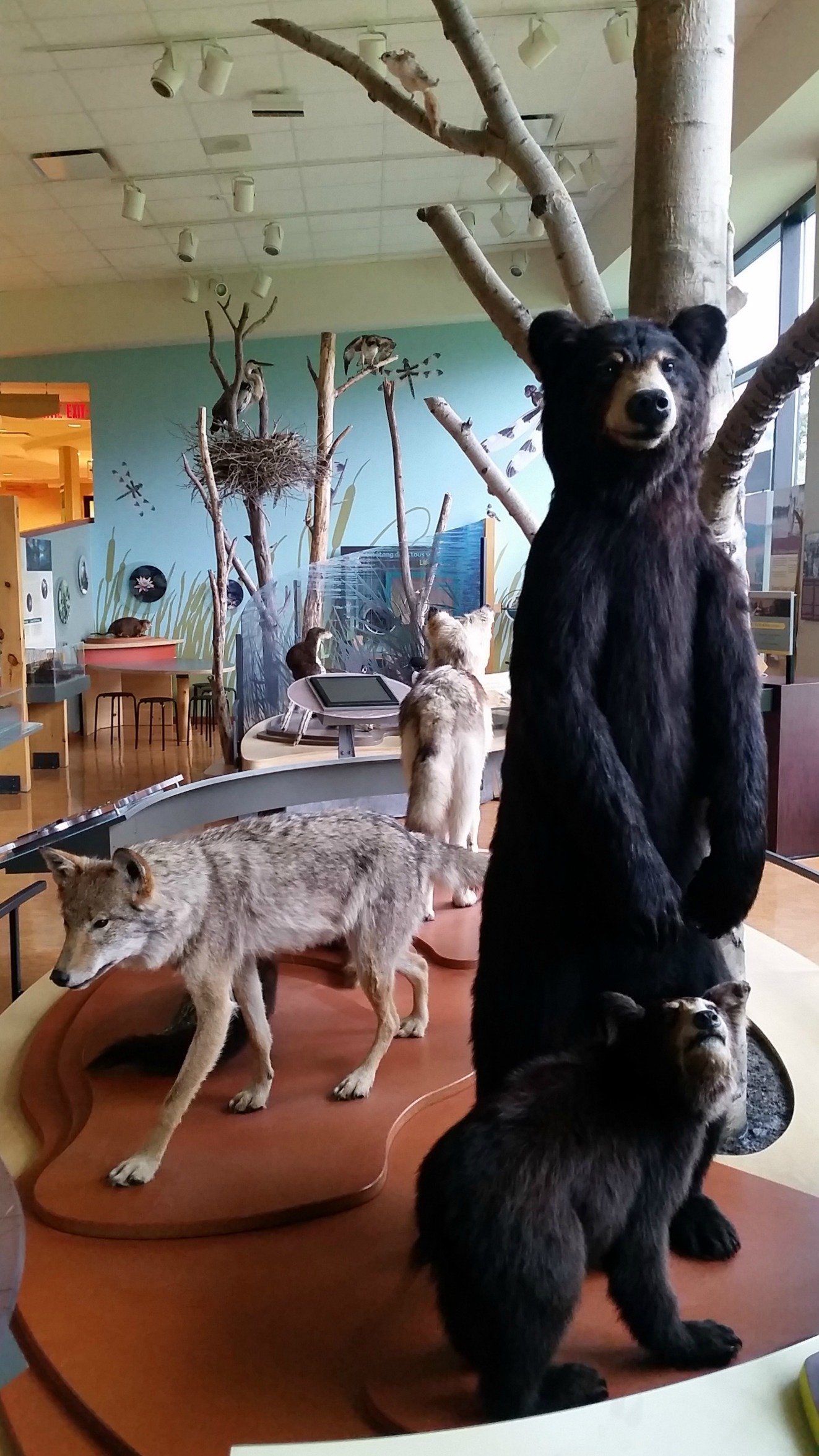 The local wildlife display in the Gatineau Park Visitor Center in Chelsea, Canada