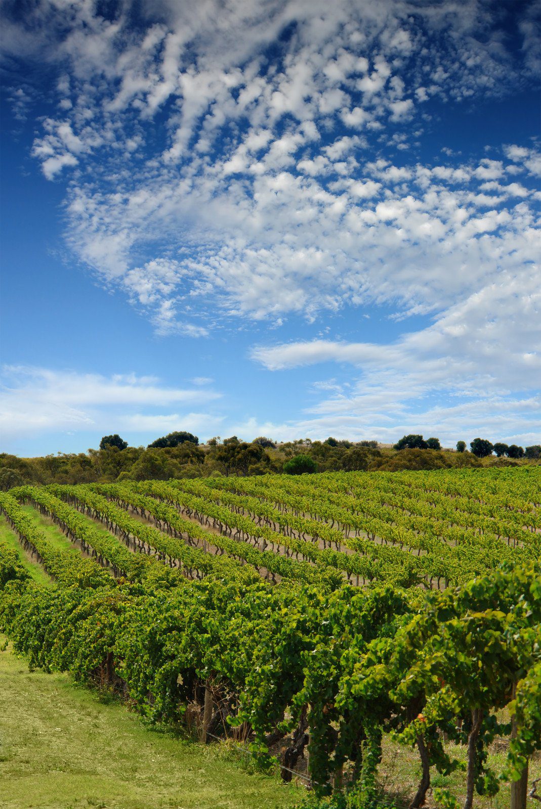 Hunter Valley Vineyards, New South Wales Australia