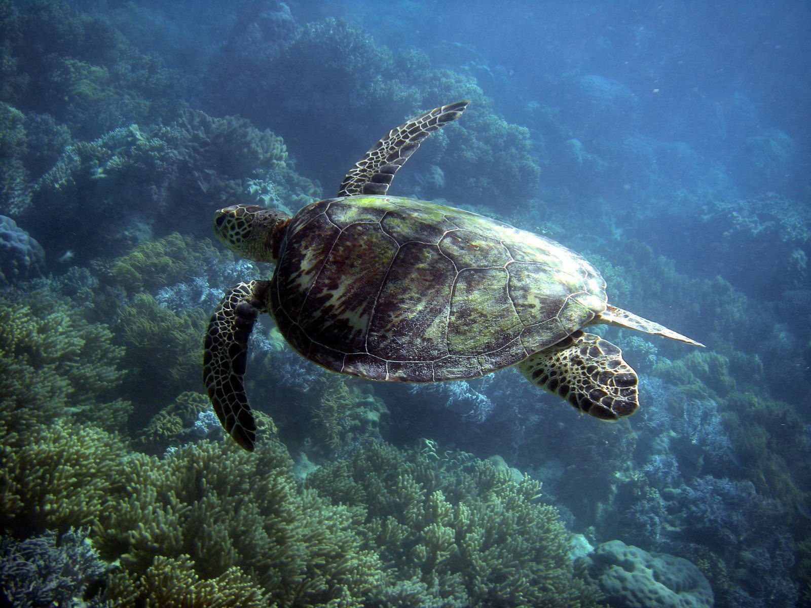 Turtle, Great Barrier Reef, Australia