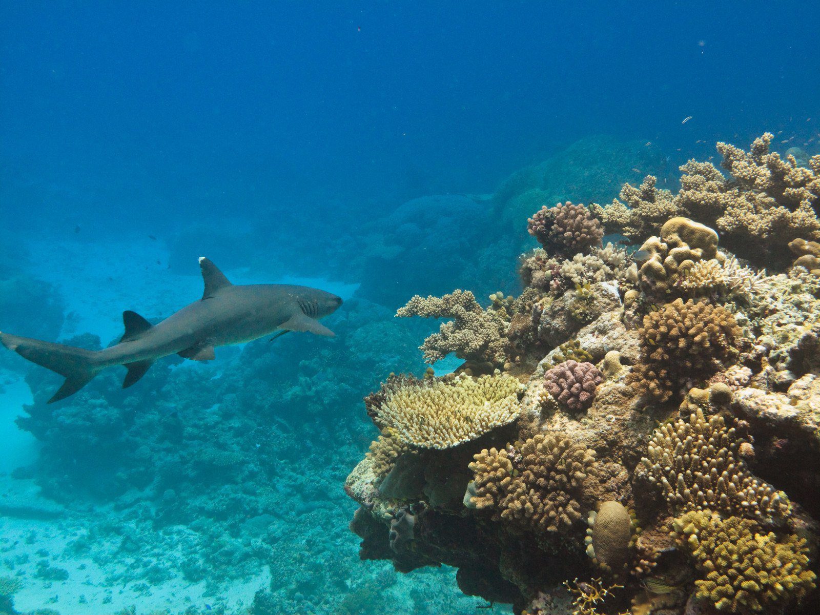 White Tip Reef Shark Dive, Australia