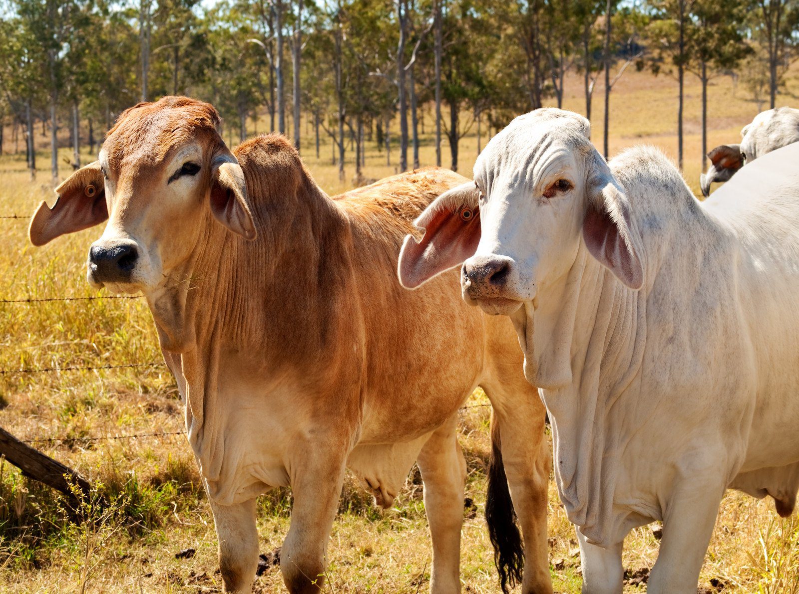 Brahman Cattle, Queensland