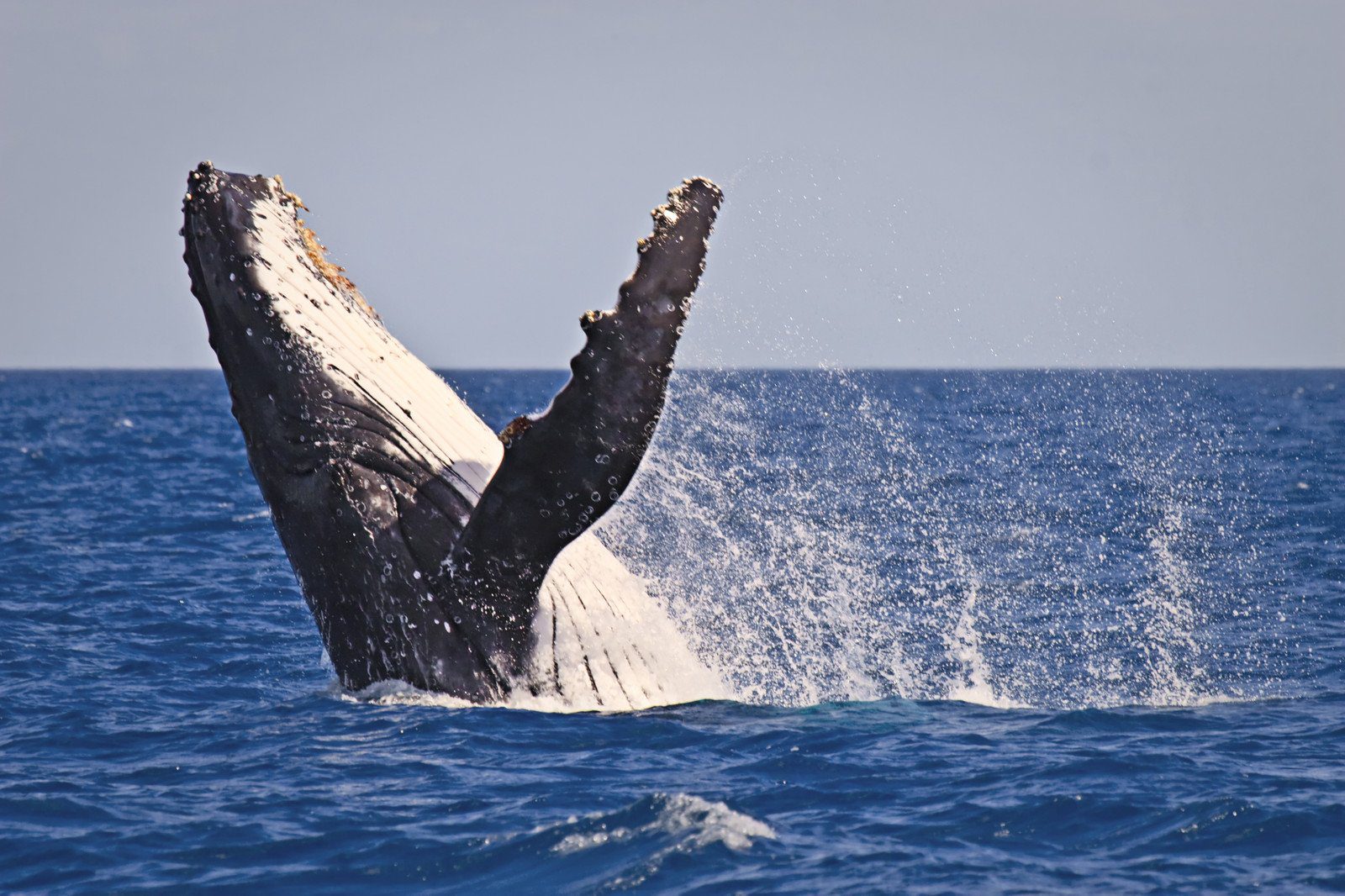 Humpback Whales at Hervey Bay, Australia