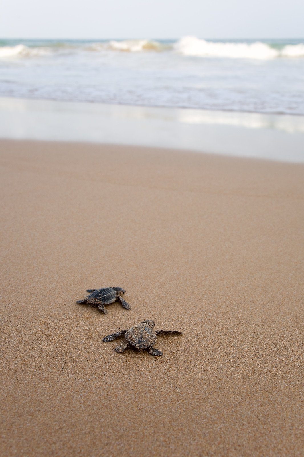 Turtle Hatchlings, Bundaberg, Australia