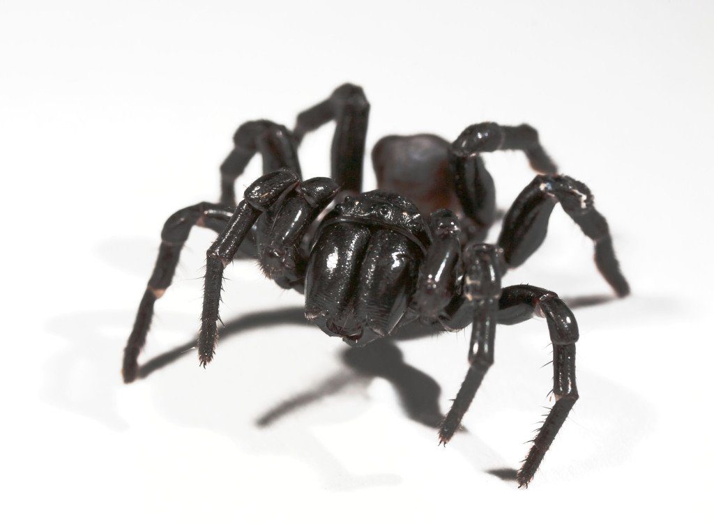 Funnel Web Spider, Australia