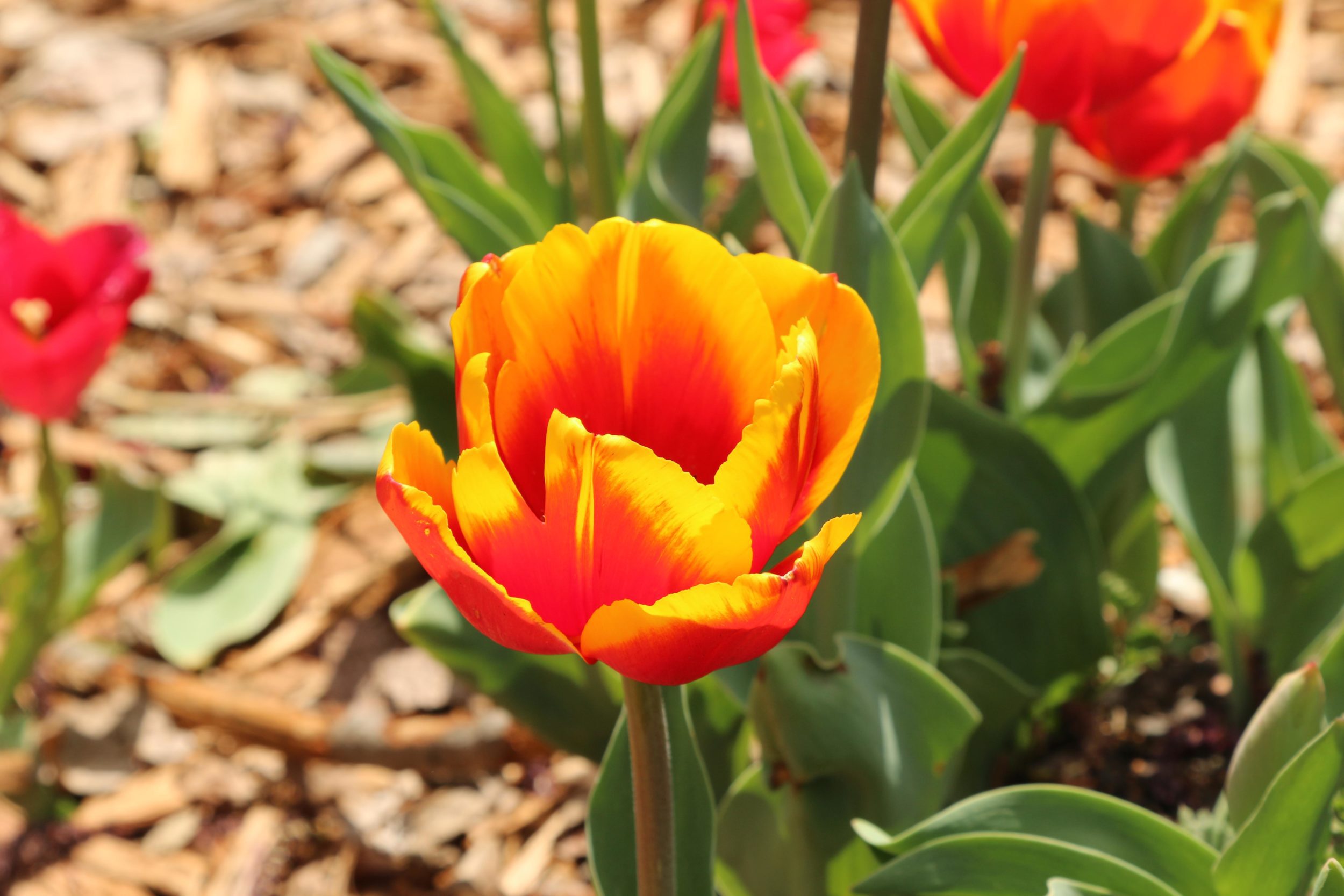 A Beautiful Tulip at Floriade in Canberra
