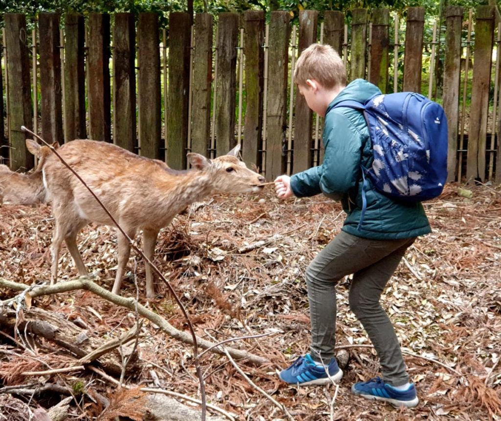 Feeding Deer at Nara in Japan