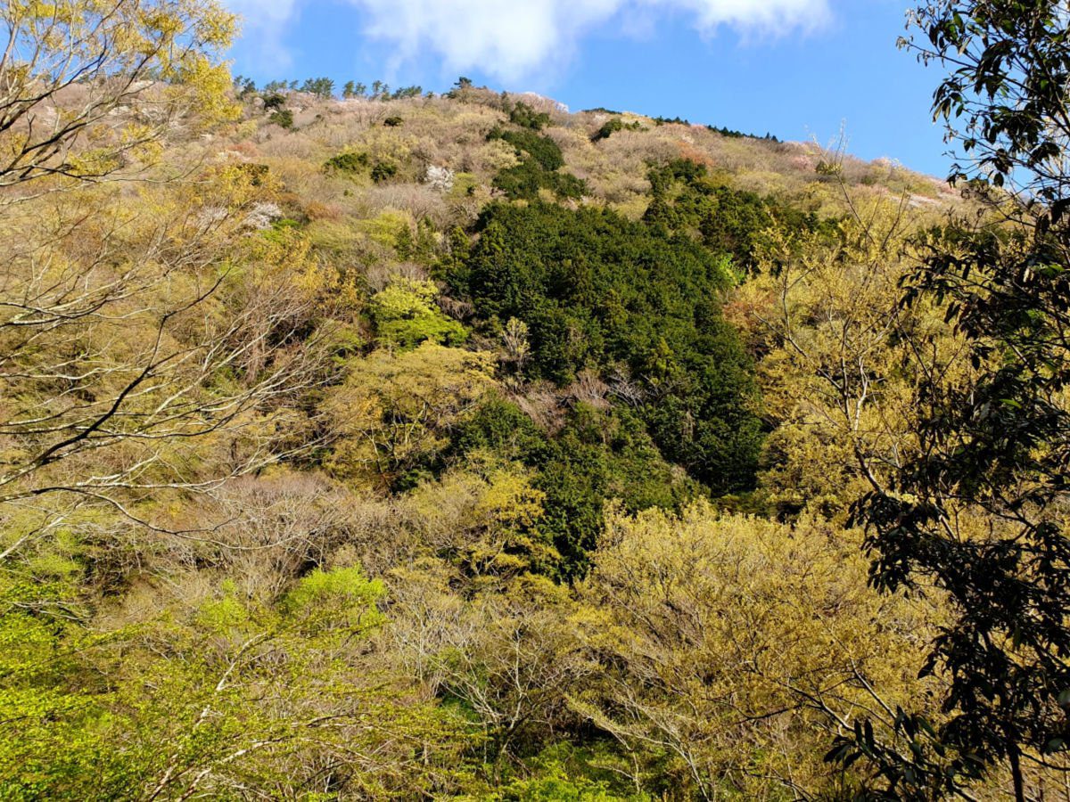 View up the hill from our room window at KAI Hakone