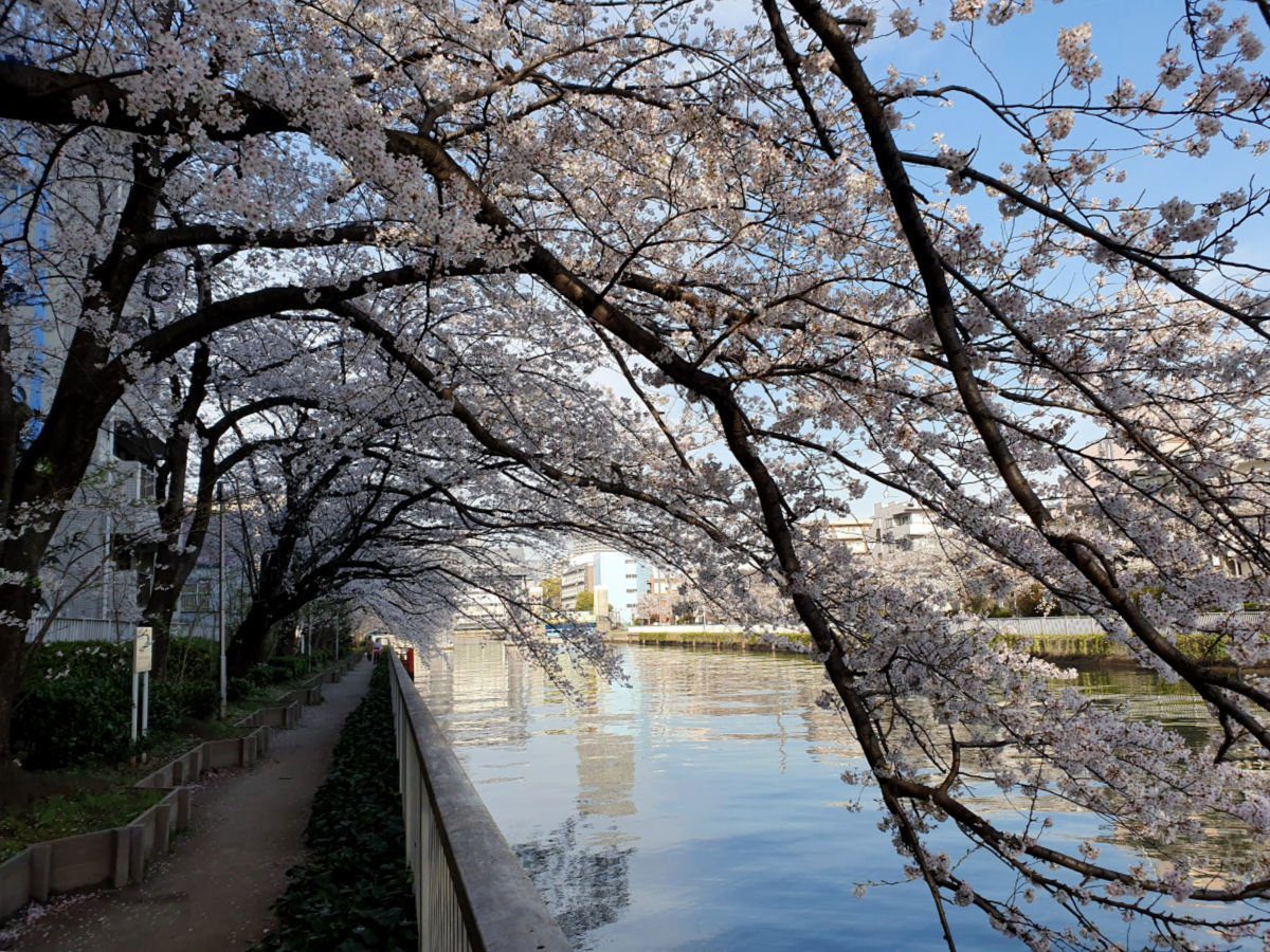 A Quiet Sakura Moment in Tokyo