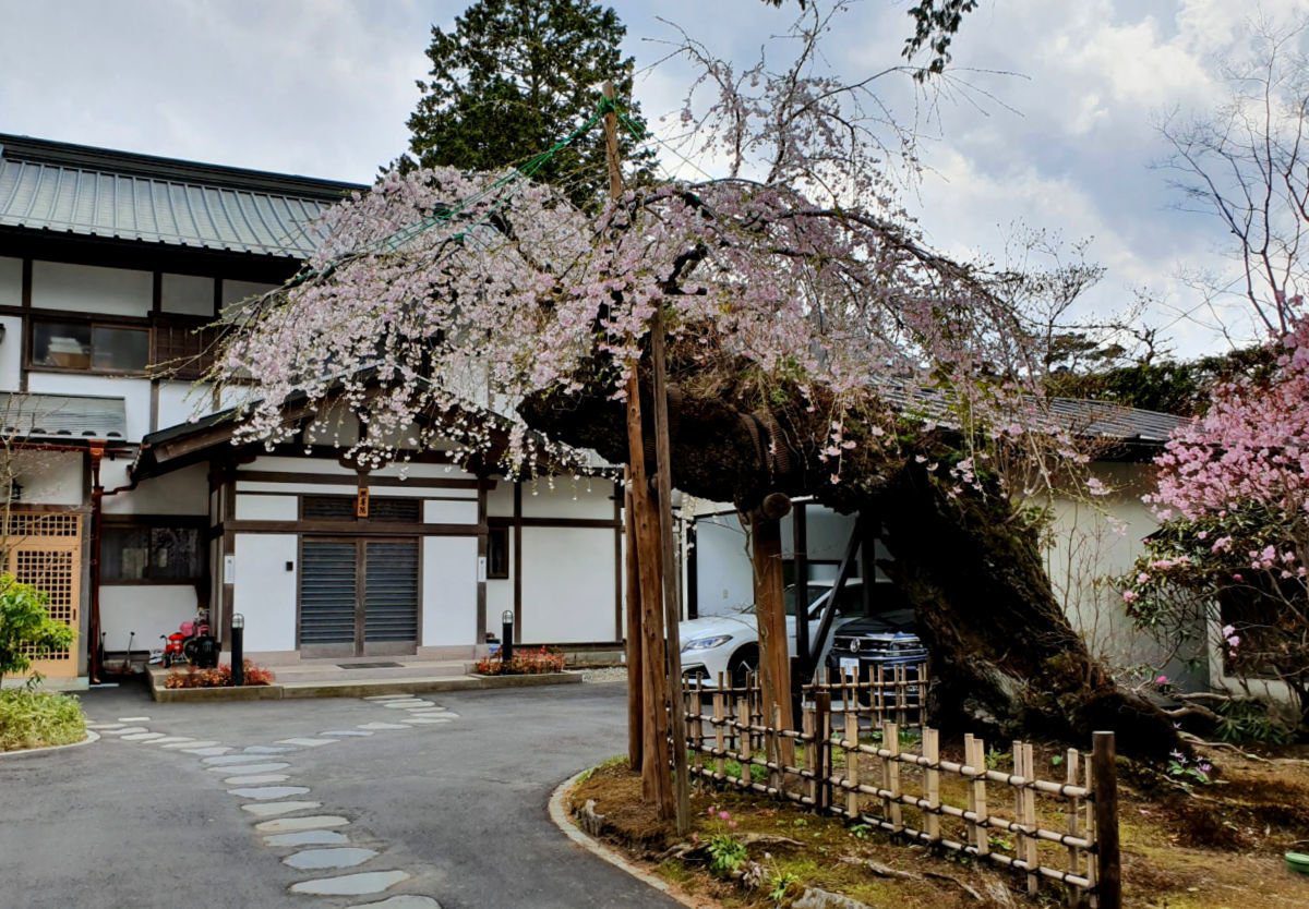Ancient cherry blossom tree near Toshogu Shrine in Nikko