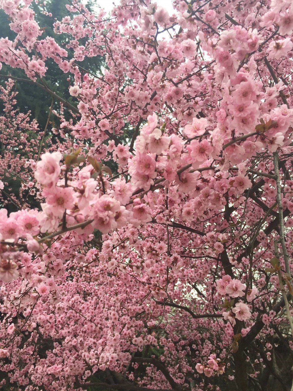 Kawazu Cherry Blossom Festival by Travelgal