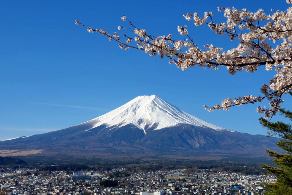 Mt Fuji Views from the Chureito Pagoda during the cherry blossom season