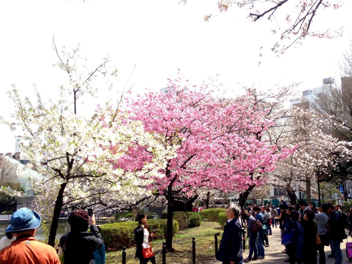 Ueno Park Cherry Blossom by We Go With Kids